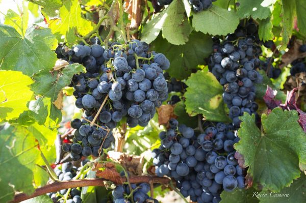 Harvest, Godello, A Coroa, Spanish, Wine,