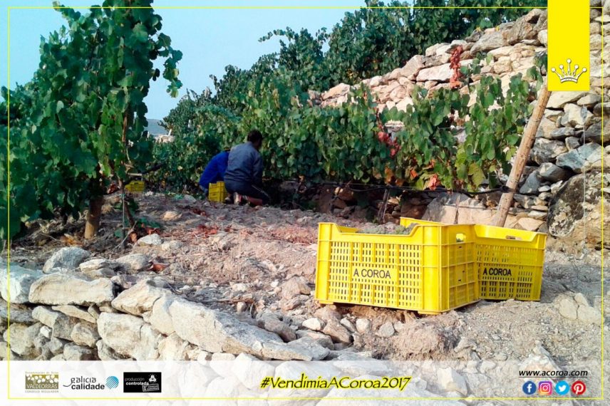 THE FIRST PHASE OF THE 2017 HARVEST OF ADEGA A COROA CLOSES WITH GREAT EXPECTATIONS OF QUALITY AND EXCLUSIVITY