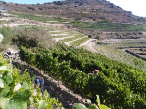 Godello, Valdeorras, A Coroa,buy, online