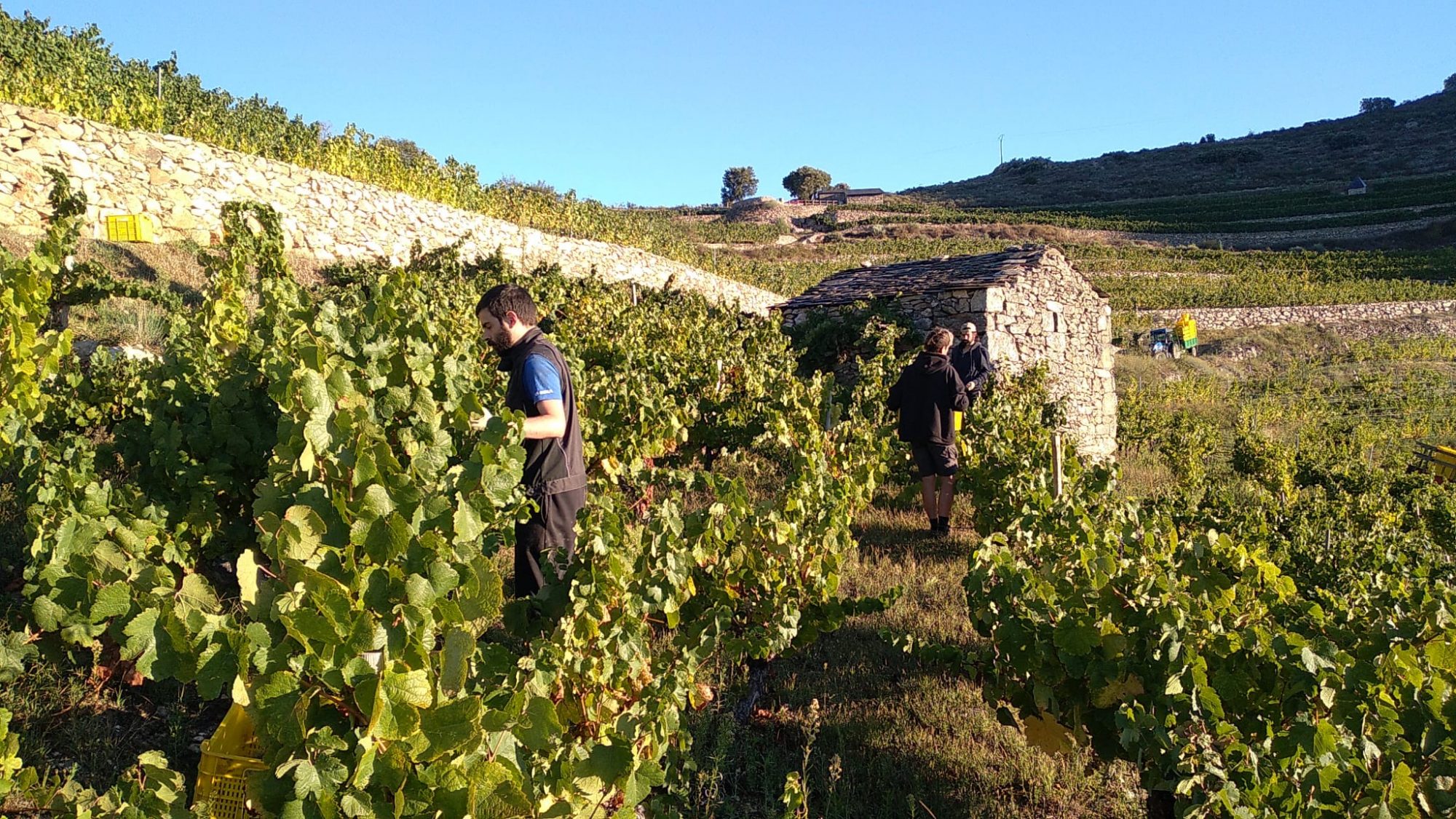 Official data of the 2021 harvest in winery A Coroa