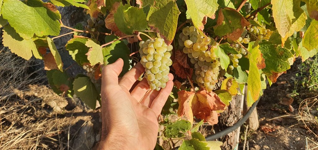 Official data of the 2022 harvest in winery A Coroa