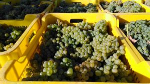 Godello