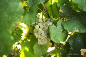 Godello