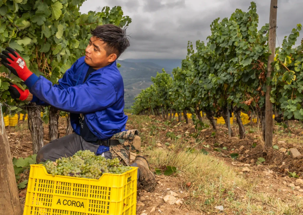 a-coroa-vendimia-2025-valdeorrasvendimia-godello-valdeorras-manual viñedos-a-coroa-galicia uva-godello-2025-vendimia
