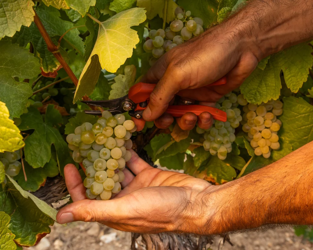  Godello 100% de Valdeorras A Coroa