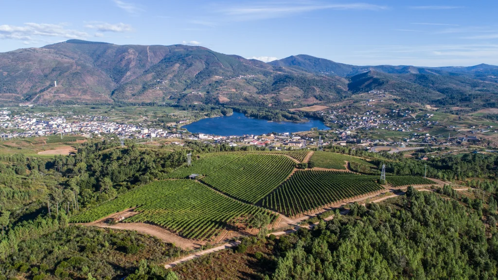 Viñedo A Sobreira Godello Valdeorras A Coroa