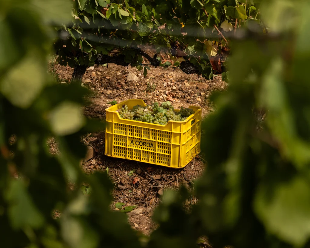 A Coroa Lías 2025, vino Godello 100% de Valdeorras
